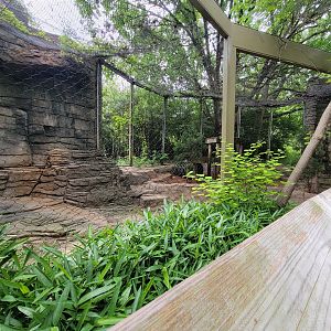 Louisville 5/22 - Cats of the Americas, mountain lion