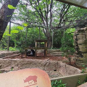 Louisville 5/22 - Cats of the Americas, mountain lion