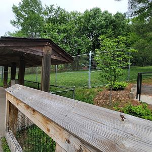 Louisville 5/22 - Maned wolf