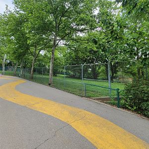 Louisville 5/22 - Maned wolf