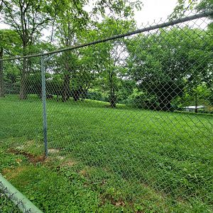 Louisville 5/22 - Maned wolf