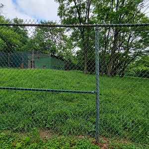 Louisville 5/22 - Maned wolf