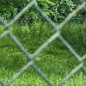 Louisville 5/22 - Maned wolf hiding