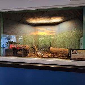 Louisville 5/22 - Metazoo, southern three-banded armadillo