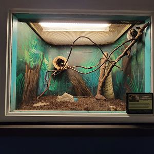 Louisville 5/22 - Metazoo, eastern screech owl