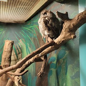 Louisville 5/22 - Metazoo, eastern screech owl