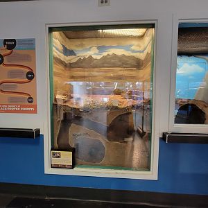 Louisville 5/22 - Metazoo, black-footed ferret