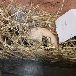 Louisville 5/22 - Metazoo, black-footed ferret