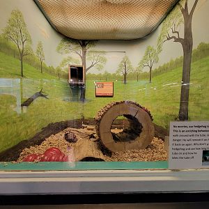 Louisville 5/22 - Metazoo, African pygmy hedgehog