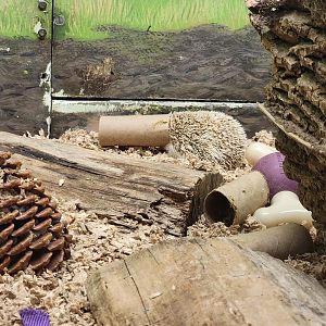 Louisville 5/22 - Metazoo, African pygmy hedgehog