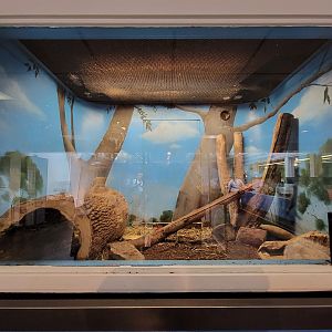 Louisville 5/22 - Metazoo, Virginia opossum