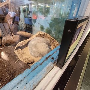 Louisville 5/22 - Metazoo, Virginia opossum