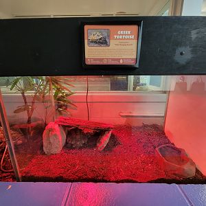 Louisville 5/22 - Metazoo, Greek tortoise