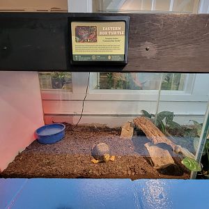 Louisville 5/22 - Metazoo, eastern box turtle