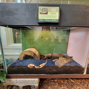 Louisville 5/22 - Metazoo, corn snake