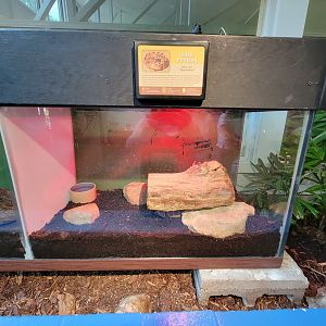 Louisville 5/22 - Metazoo, ball python