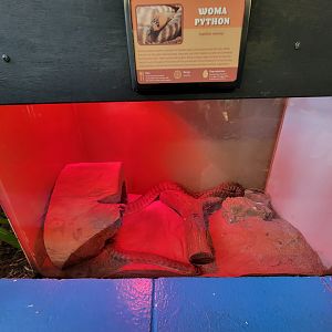 Louisville 5/22 - Metazoo, woma python