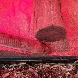 Louisville 5/22 - Metazoo, woman python