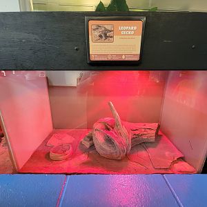 Louisville 5/22 - Metazoo, leopard gecko