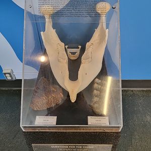 Louisville 5/22 - Metazoo, elephant, mammoth, mastodon, and human teeth