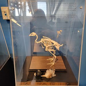 Louisville 5/22 - Metazoo, chicken vs bat skeletons