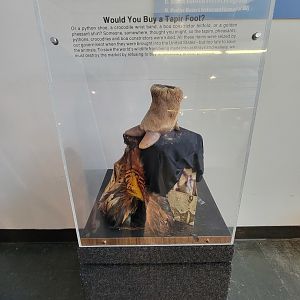 Louisville 5/22 - Metazoo, trafficked animal parts made into human items