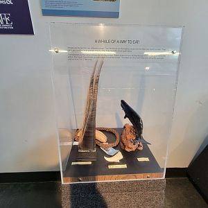 Louisville 5/22 - Metazoo, whale stuff