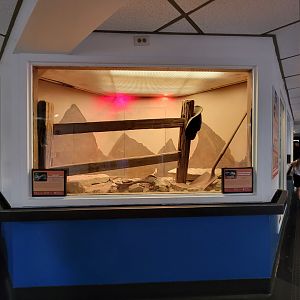 Louisville 5/22 - Metazoo, inland bearded dragon and northern blue-tongued skink