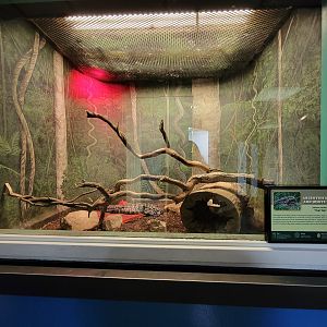 Louisville 5/22 - Metazoo, black and white tegu