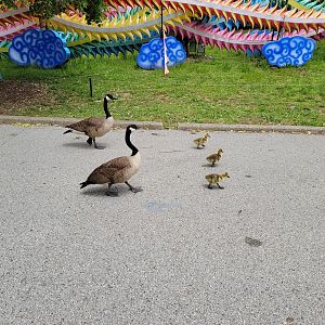 Louisville 5/22 - Canada geese teaching their kids about zoos