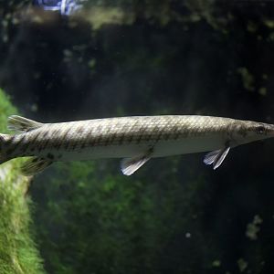 Spotted gar/ Lepisosteus oculatus
