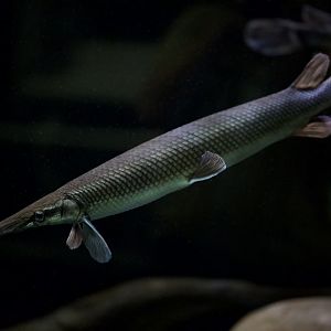 Shortnose gar/ Lepisosteus platostomus