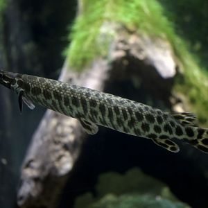 Florida gar/ Lepisosteus platyrhincus