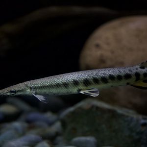 Longnose gar/ Lepisosteus osseus