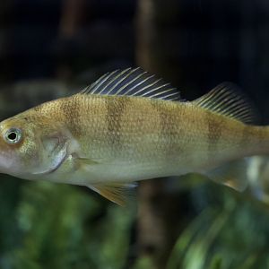 Yellow perch/ Perca flavescens