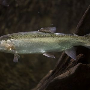 Rainbow trout/ Oncorhynchus mykiss