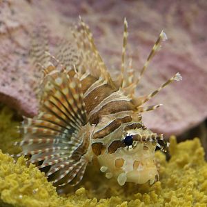 Dwarf lionfish/ Dendrochirus brachypterus
