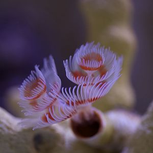 Christmas tree worm/ Spirobranchus giganteus