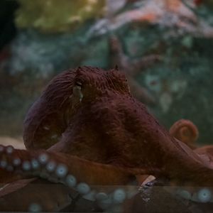 Giant Pacific octopus/ Enteroctopus dofleini