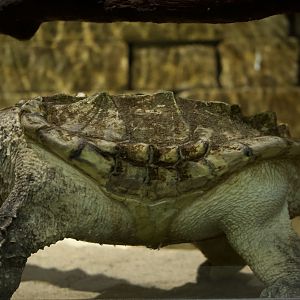 Alligator snapping turtle/ Macrochelys temminckii