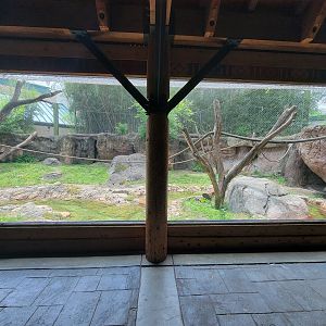 Louisville 5/22 - Islands, rotational exhibit Banjar House, Sumatran tiger