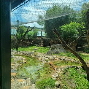 Louisville 5/22 - Islands, rotational exhibit Banjar House, Sumatran tiger