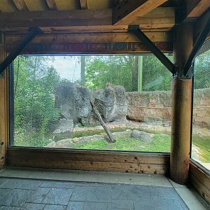 Louisville 5/22 - Islands, rotational exhibit Banjar House, Sumatran tiger