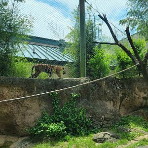 Louisville 5/22 - Islands, rotational exhibit Banjar House, Sumatran tiger