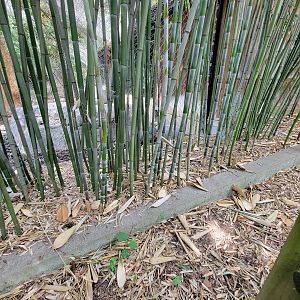 Louisville 5/22 - Islands, rotational exhibit #2, Malayan tapir