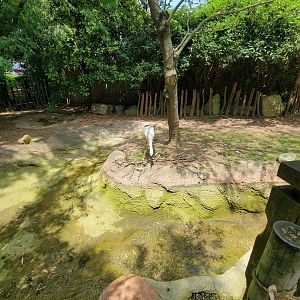 Louisville 5/22 - Islands, Oriental stork