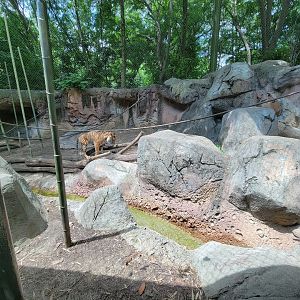 Louisville 5/22 - Islands, rotational exhibit #3, Sumatran tiger