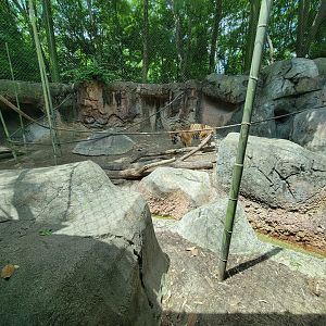 Louisville 5/22 - Islands, rotational exhibit #3, Sumatran tiger