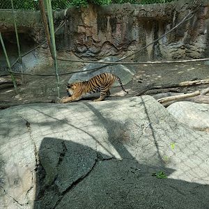 Louisville 5/22 - Islands, rotational exhibit #3, Sumatran tiger