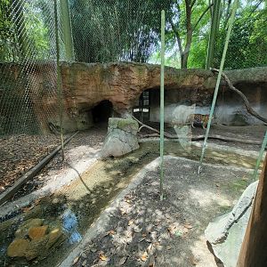 Louisville 5/22 - Islands, rotational exhibit #3, Sumatran tiger